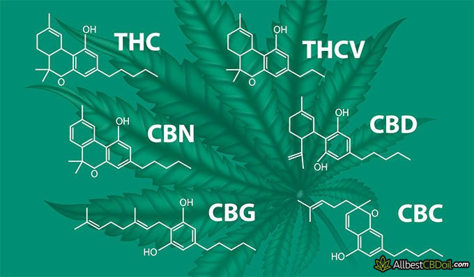 What Is CBN - Description, Effects & Benefits (Explained)